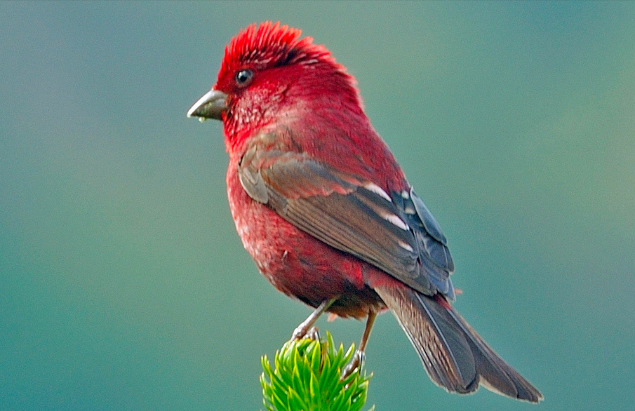 东江揽胜：收集常见鸟类图谱之鸣禽篇，摄鸟人自留地，建议收藏