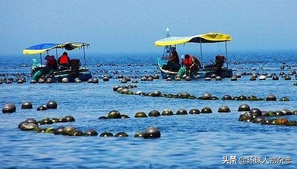 獐子岛扇贝生存记：今年我不跑了，我死给你看