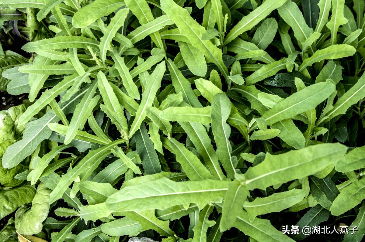 65种野菜图片大全，教你认识不同的野菜和吃法，你想要的野菜都有