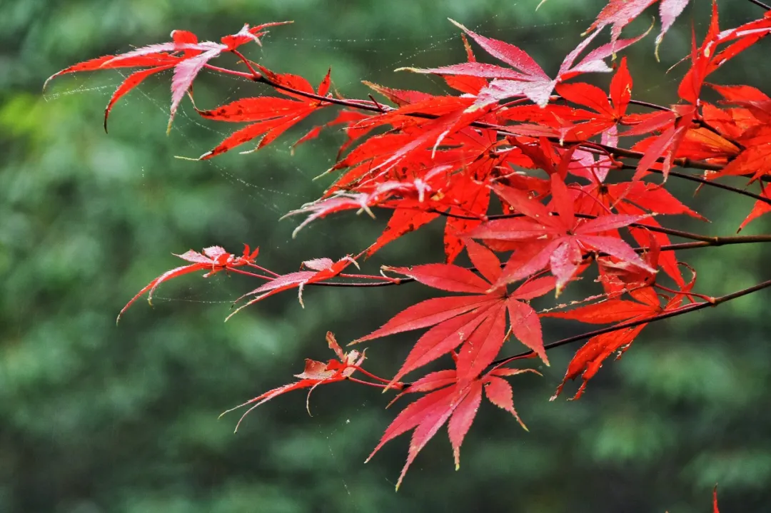 太美了！错过等一年，川内彩林游玩路线来了！