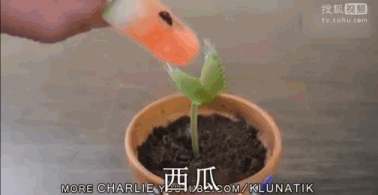 12种吃蚊虫的花，养1盆，虫子全死光