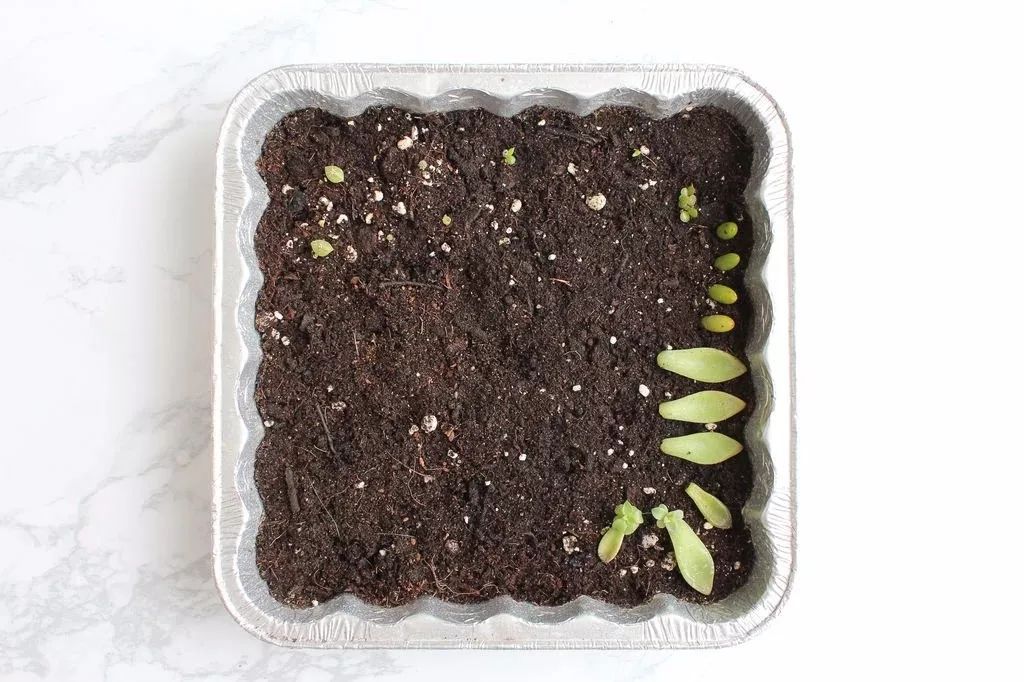 多肉植物徒长后把所有叶子都掰下来,一个月后长出一大盆小幼苗