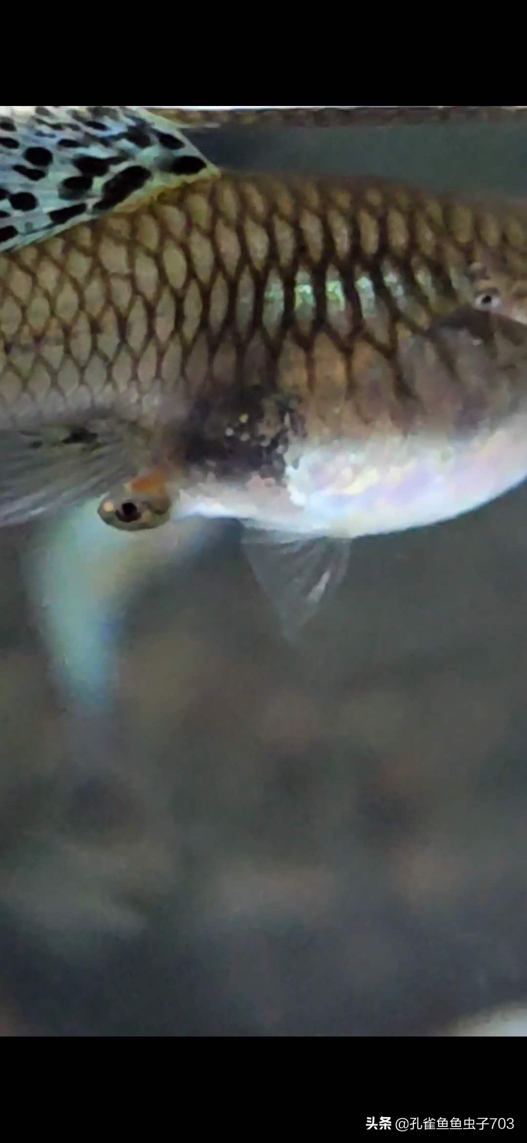 孔雀鱼多久繁殖一次时间规律及水温详解