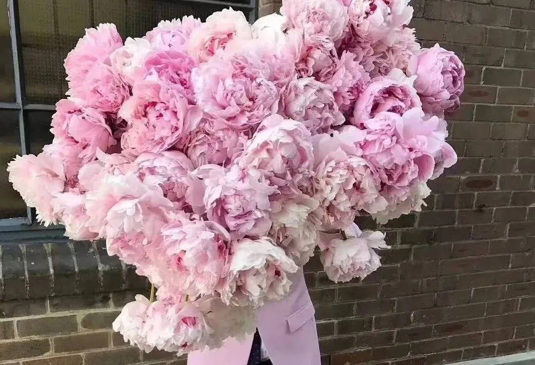 芍药花什么时候开花（芍药种植方法和时间）