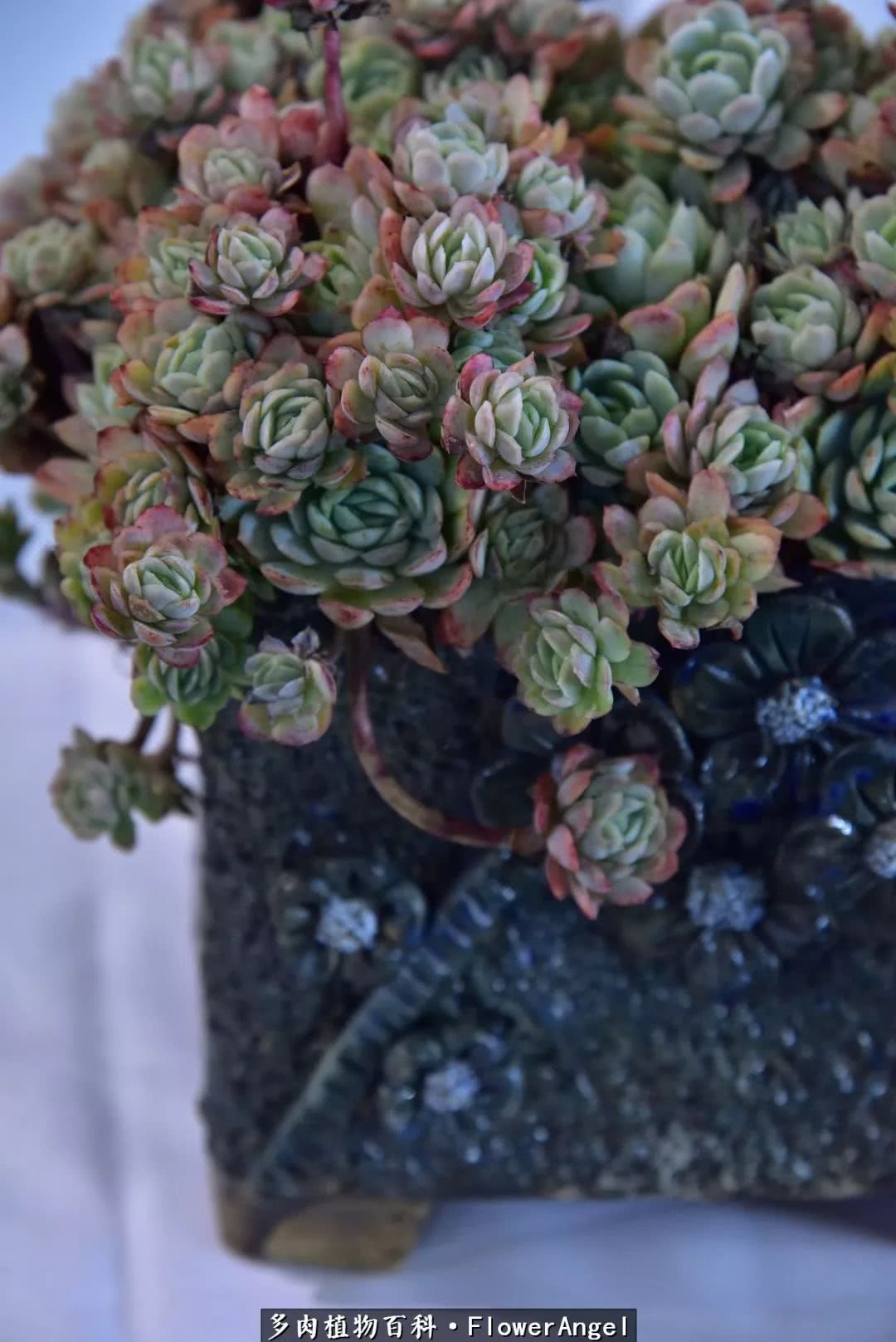 2018上海多肉展,我又双叒来了!