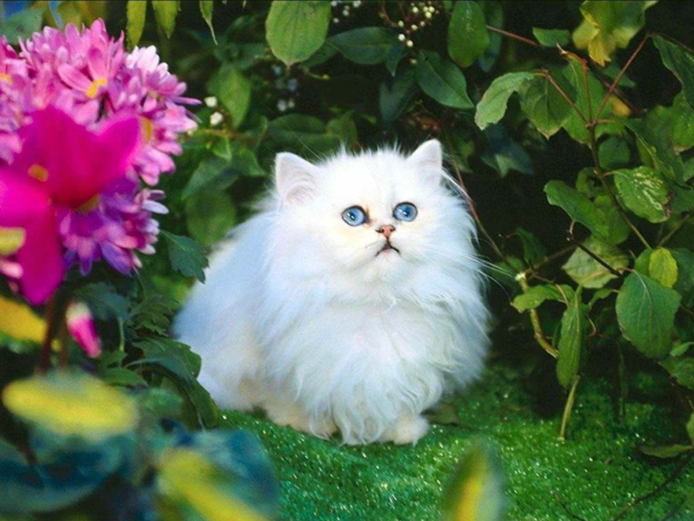 只要照顾好它,波斯猫可以给生活带来很多快乐