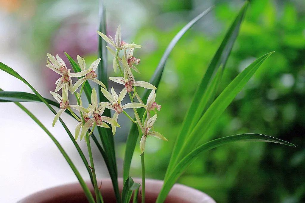 兰花最全养护要点，一年四季绿油油，开花还能香满屋