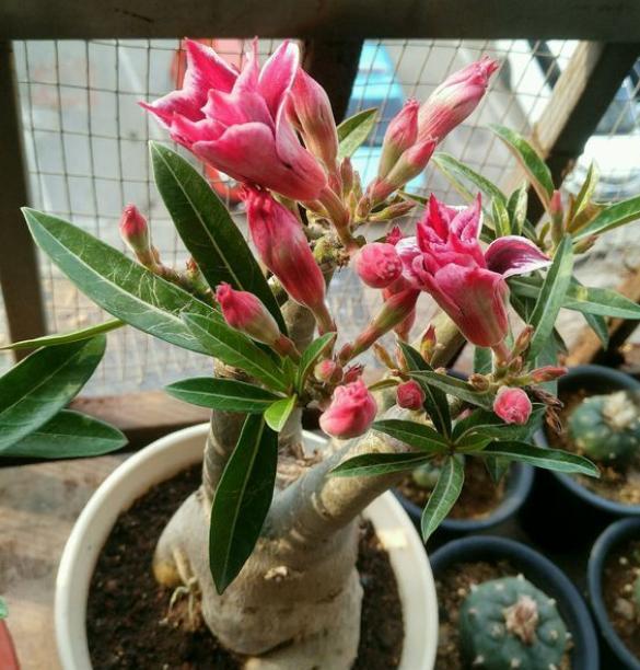 沙漠玫瑰落叶光秃秃,原因有"2个",及时处理,很快枝繁叶茂