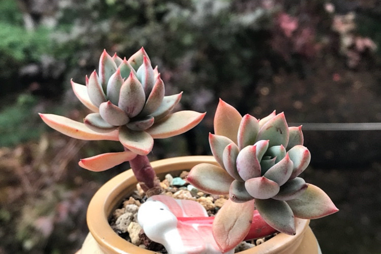 女美月,名字唯美颜色更美的一款多肉,养在室内阳台也能出状态