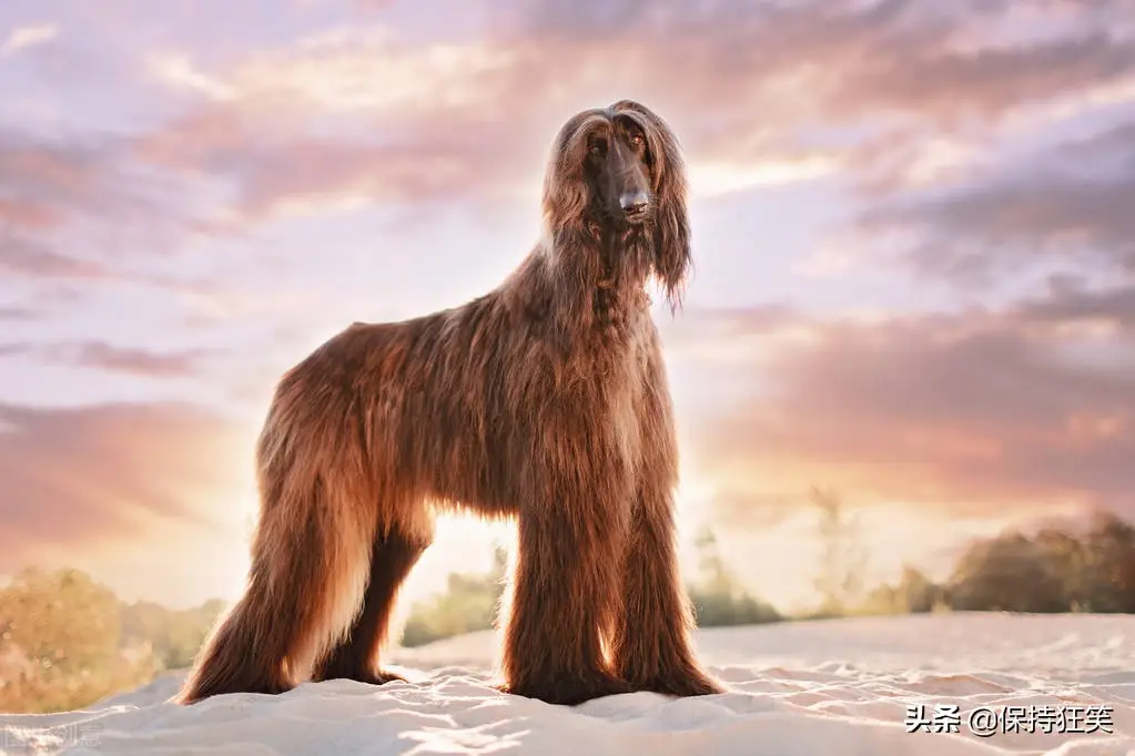 十大名狗是什么狗（世界十大贵族犬有哪些）