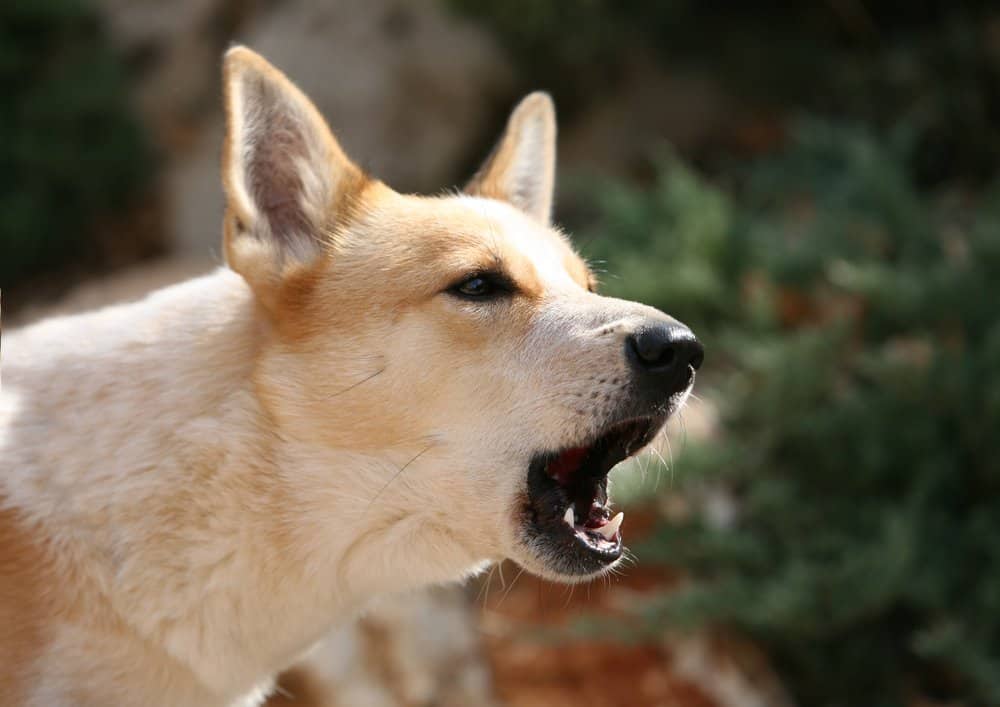 3招让狗狗迅速安静下来，比打骂更有用，主人用零食就能训练