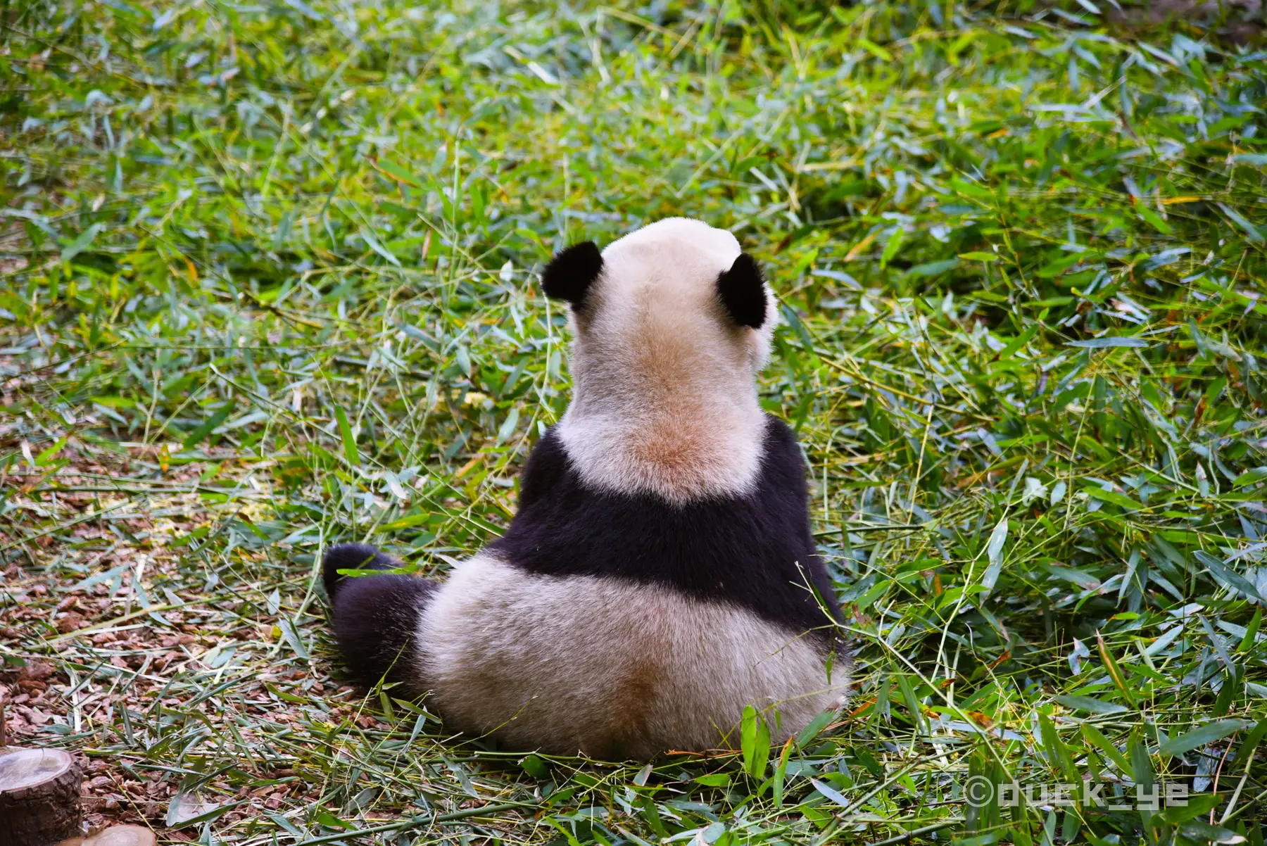 暑假去哪玩？来成都看大熊猫吧！这些注意事项请收好