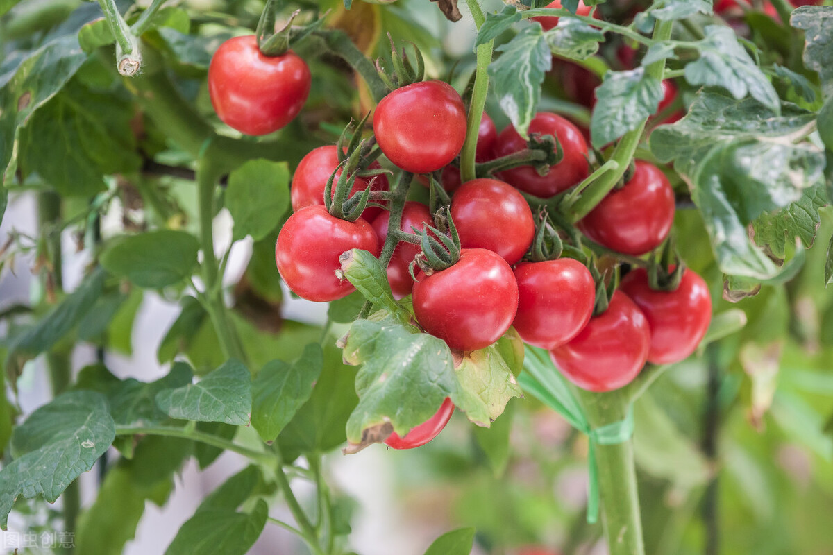 西红柿为什么没有以前好吃了？科研人员历时4年终于发现问题关键