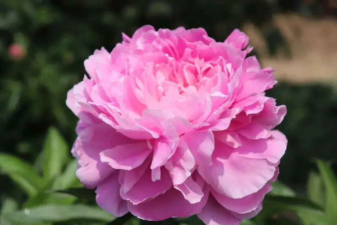 芍药花什么时候开花（芍药种植方法和时间）