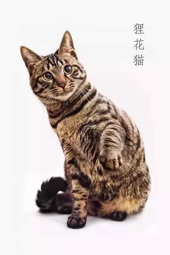 中国狸花猫的优点，不想养的人都“走宝”了