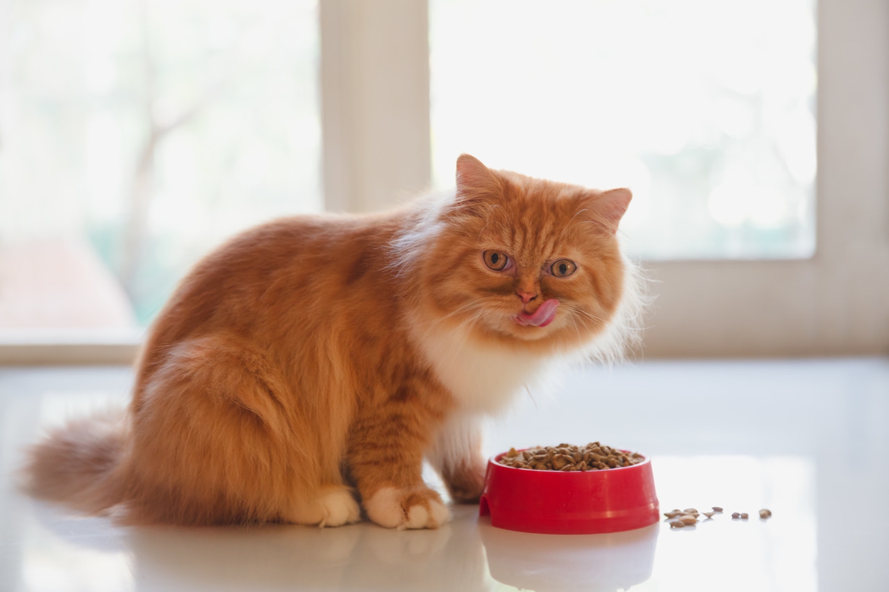 猫咪每天需要吃多少猫粮？该怎样给猫咪喂食？