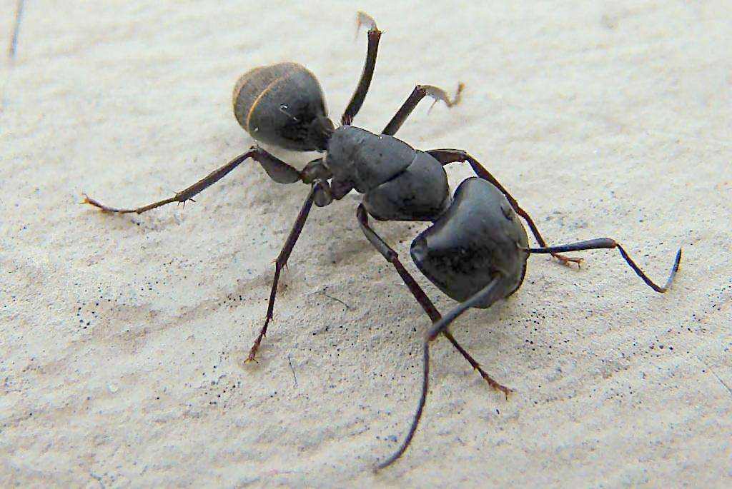 蚂蚁怎么能彻底消灭，室内和家里的蚂蚁消灭妙招详解？