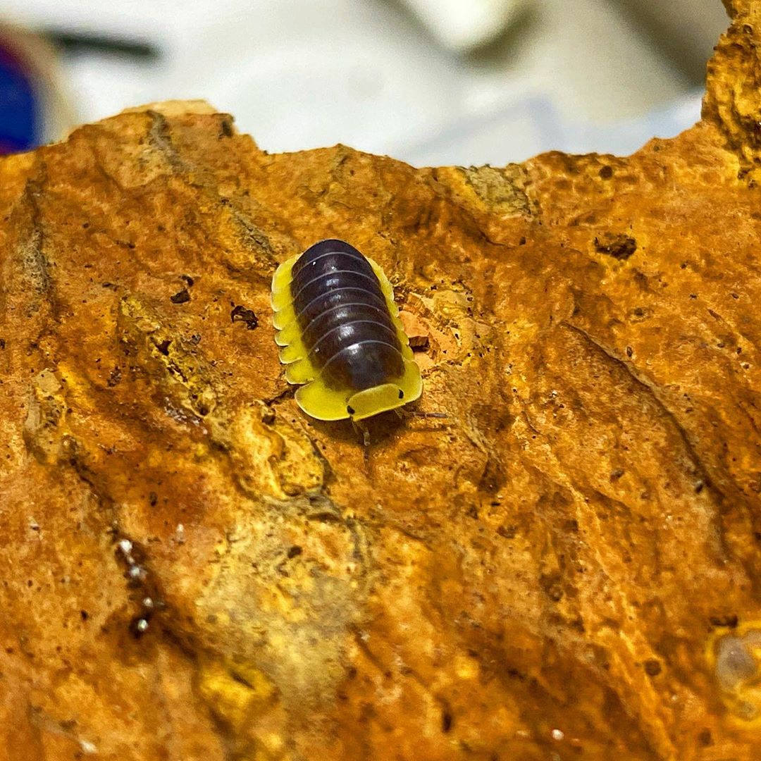 西瓜虫也能当宠物,观赏鼠妇的饲养