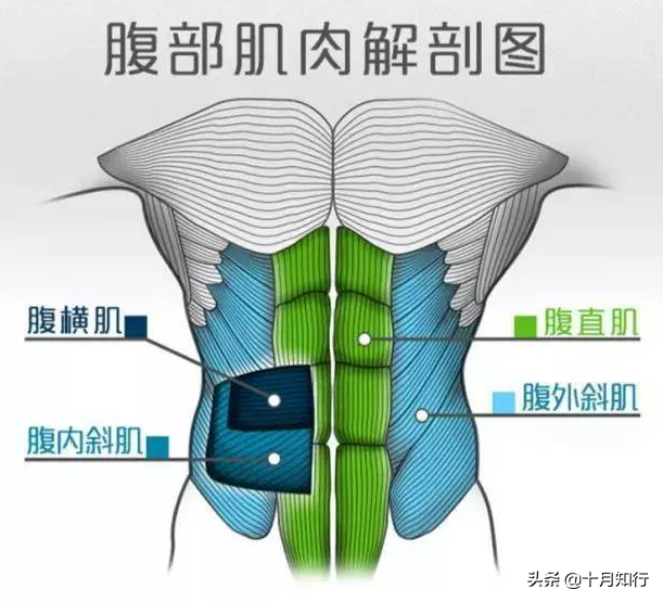 練腹動作大全，34個動作詳解，要練出馬甲線、人魚線？這都不是事