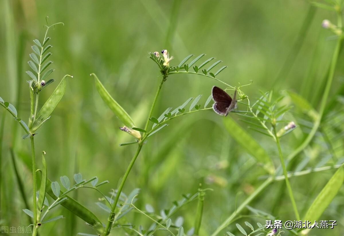 65种野菜图片大全，教你认识不同的野菜和吃法，你想要的野菜都有