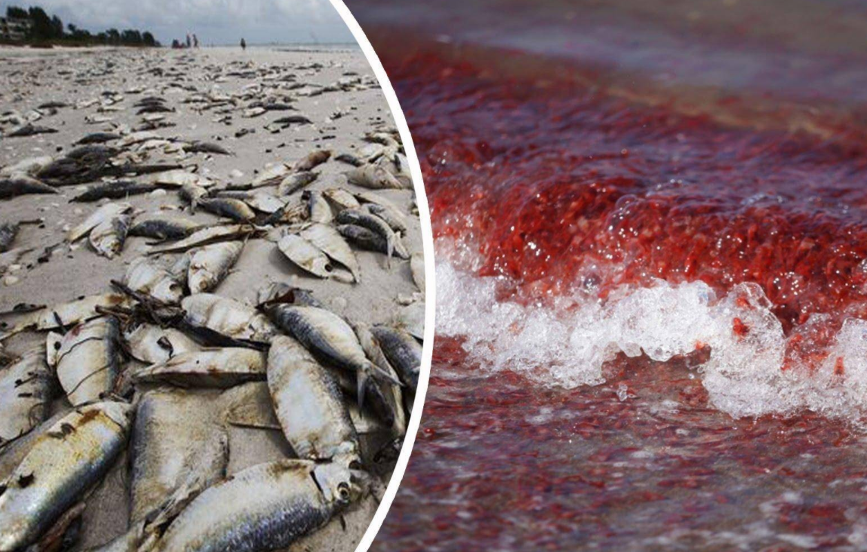 海洋专家也指出,由于海洋污染日趋严重,赤潮发生的次数也愈益频繁