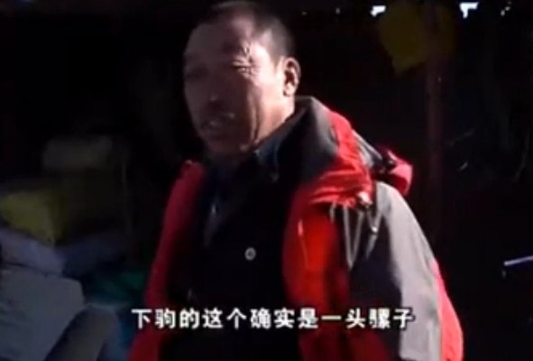 为什么会有人说骡子怀孕必死无疑？难道骡子真的不能传宗接代吗？