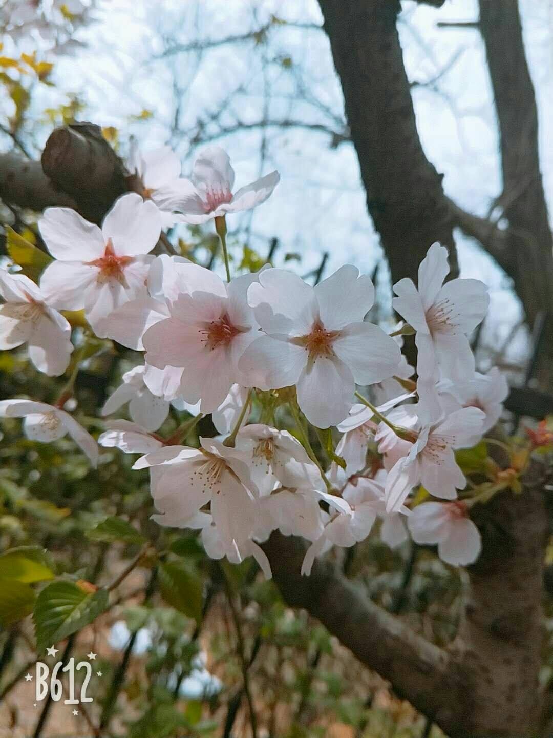 植物知识大问答!你对植物够了解吗?来测测看吧