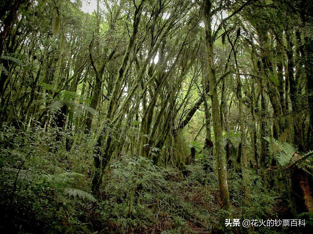 一张政治正确的新西兰钞票，将新西兰原住民土著搬上钞票