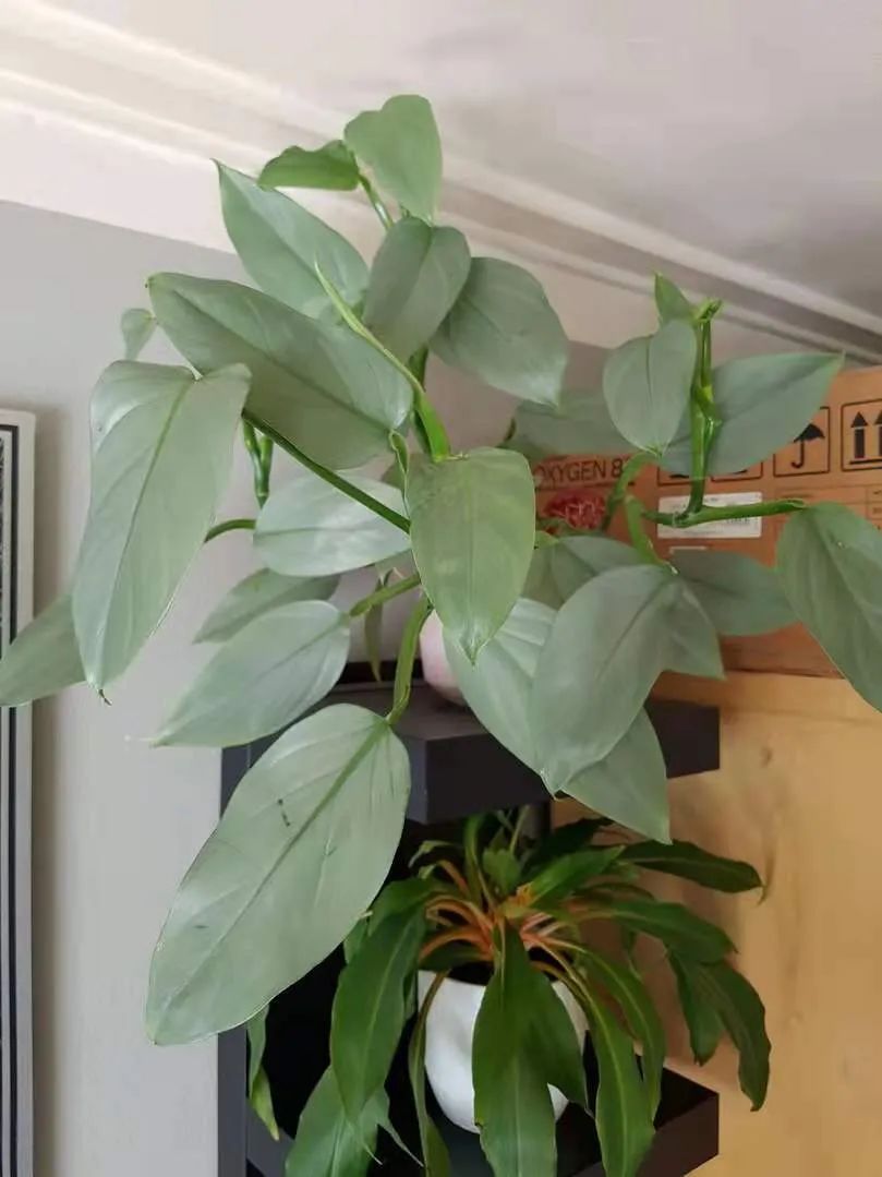7种叶子特别有质感的室内观叶植物,叶脉凹陷,大多是网红植物