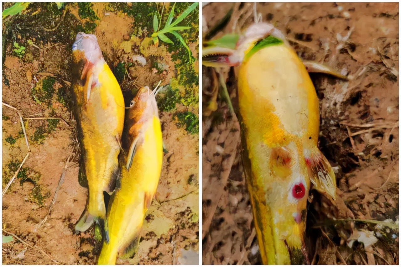 黄颡鱼"腹水"治不好?分这三个发病原因,对症治疗才是关键