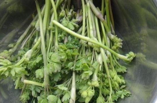 农村的一种“猫爪菜”，能补肾治便秘，现在成了稀罕物，价值珍贵