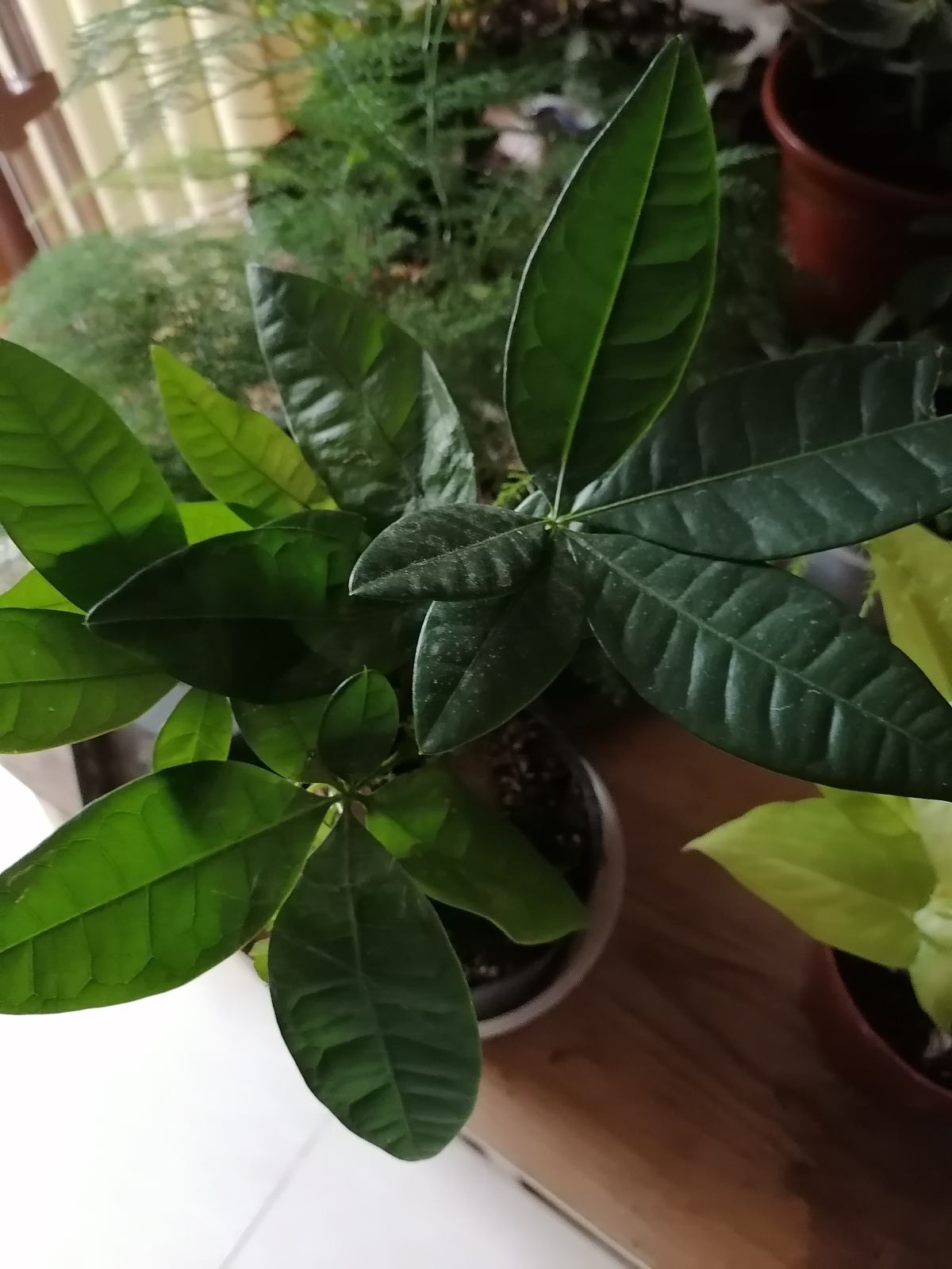 有格调的8种花,养在室内提升气质,有品味的人都爱养