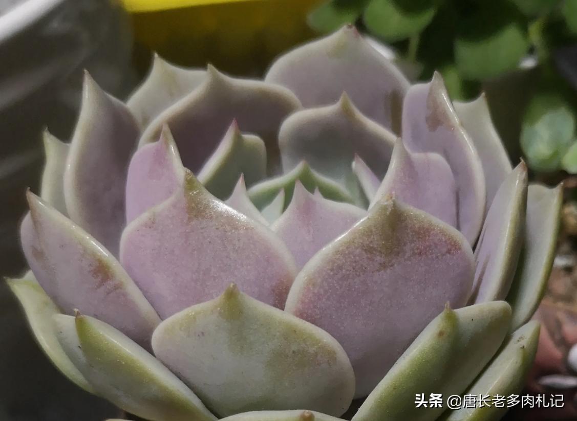为什么从云南等地网购的多肉开始很紧致,但养着养着就散开了呢?