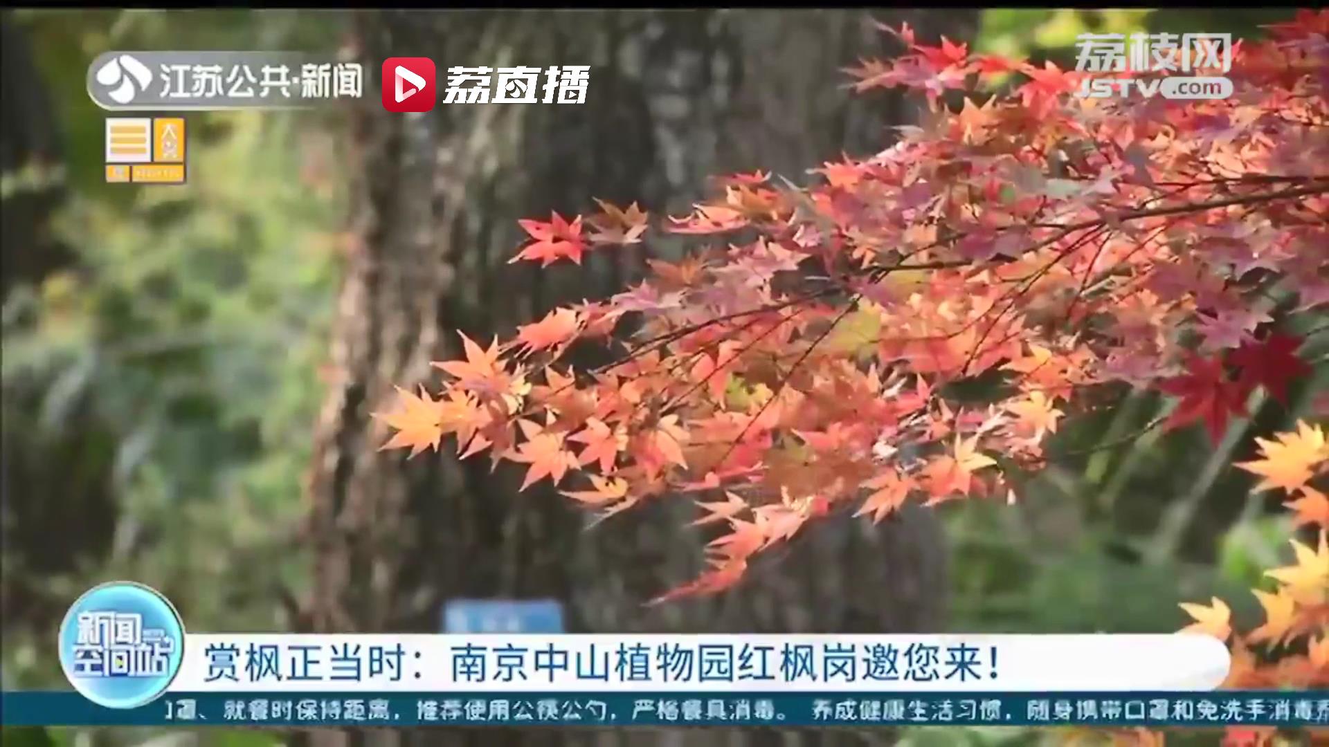 赏心悦目正当时！南京中山植物园红枫岗邀您来赏枫