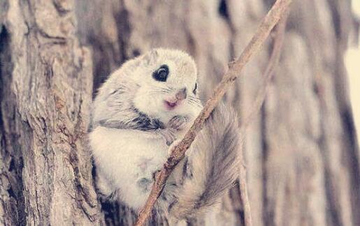 寒号鸟是种什么动物是一种标准的啮齿类动物