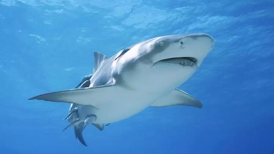 鲨鱼是胎生还是卵生鲨鱼为什么不是鱼类