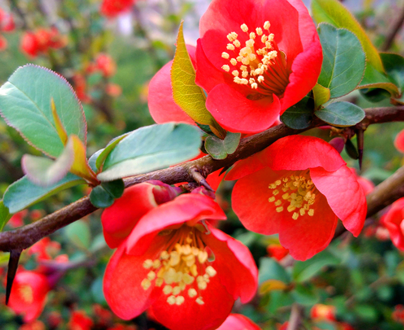 建议爱花人,养花就养此种海棠:我见过最美的海棠花