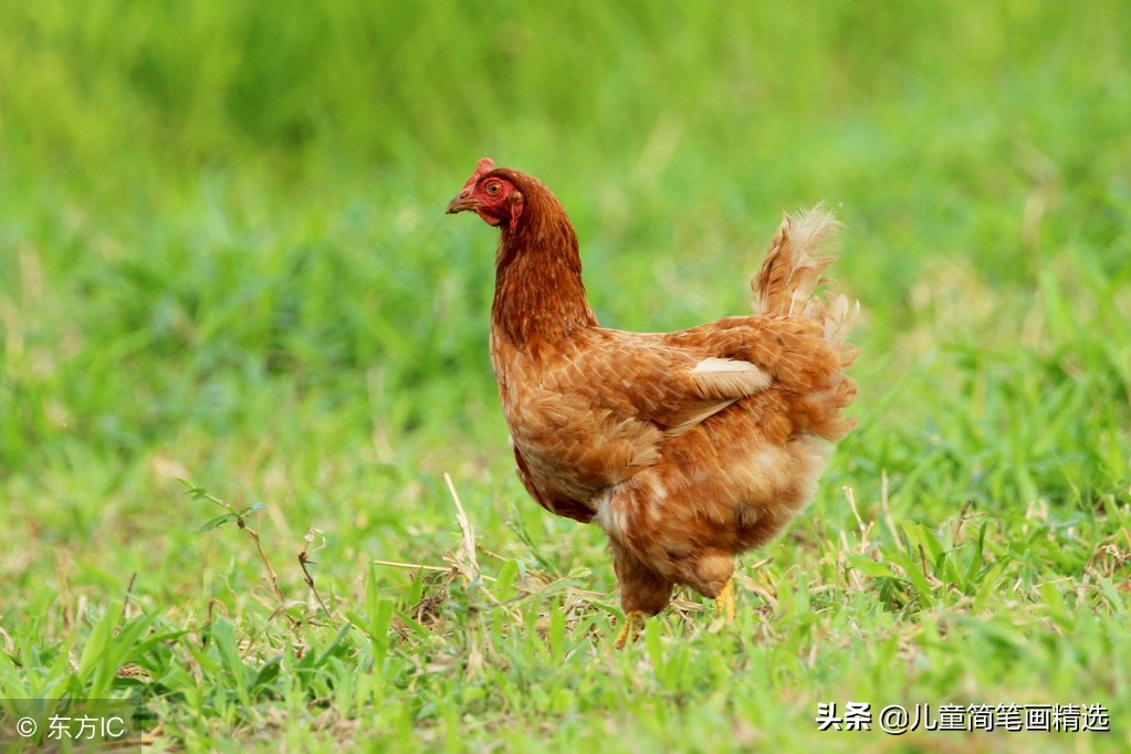 儿童简笔画精选【家禽家畜】-肉鸡（Chicken）的绘画教程