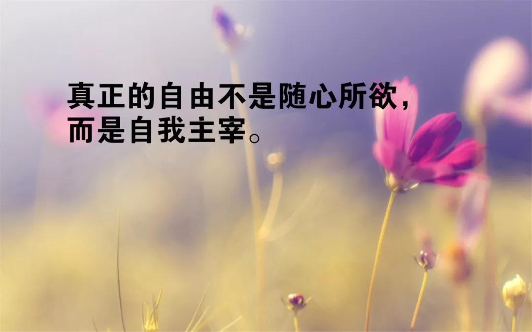 鸡血七最新消息动态公布-北斗民商大数据