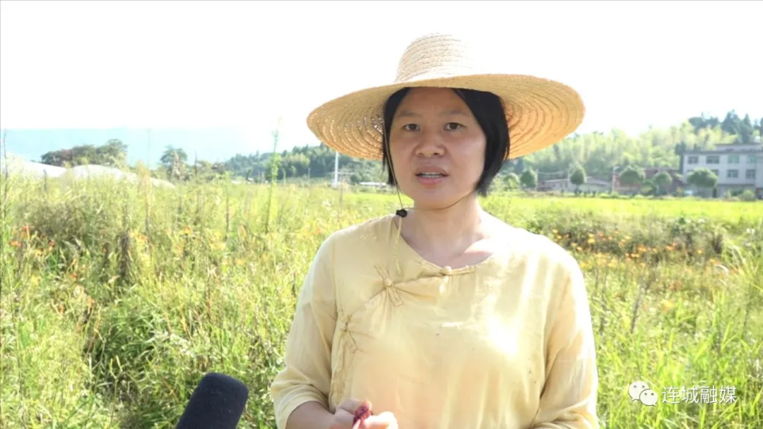 「全面推進鄉村振興」四堡：遍地黃花遍地“金”黃花菜豐收富農家