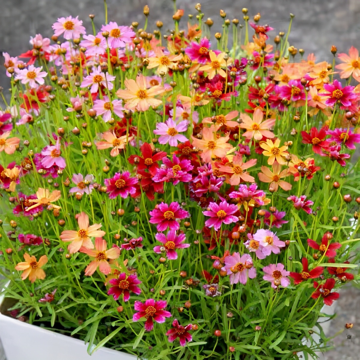 平常上班的时候,经过马路边的一片绿化带