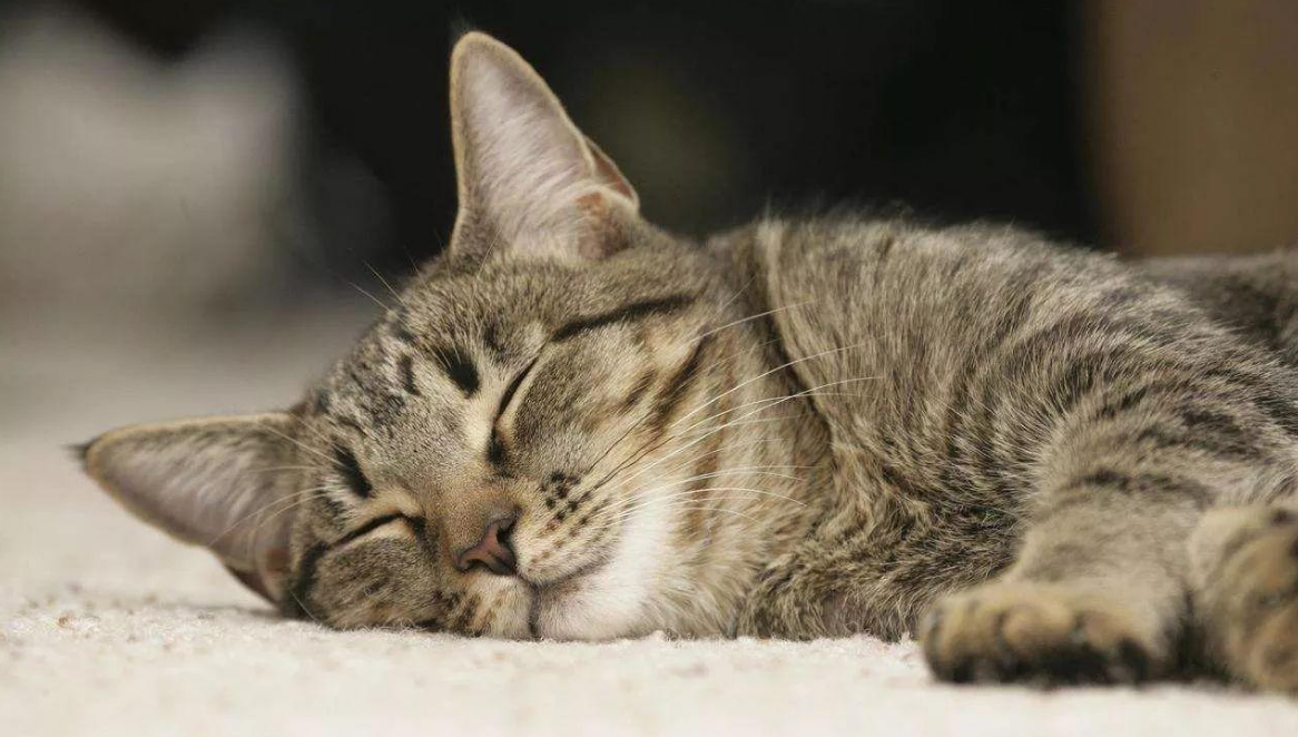 猫咪也会贫血，平时就爱睡觉的猫咪，该怎样观察它们是否贫血？