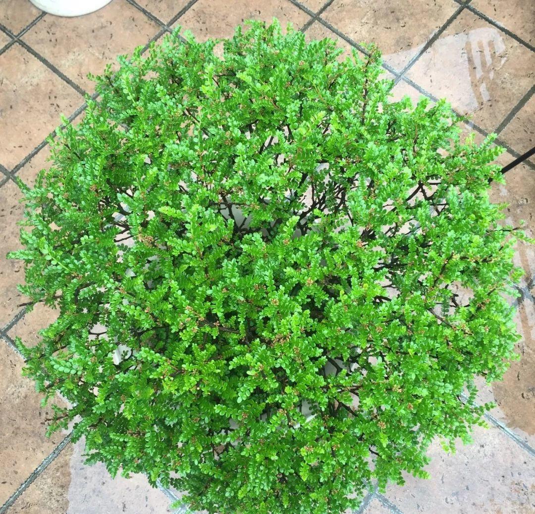 12种吃蚊虫的花，养1盆，虫子全死光