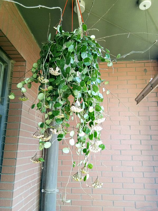 匍匐球兰花怎么养详细介绍「干货」 -骁龙网