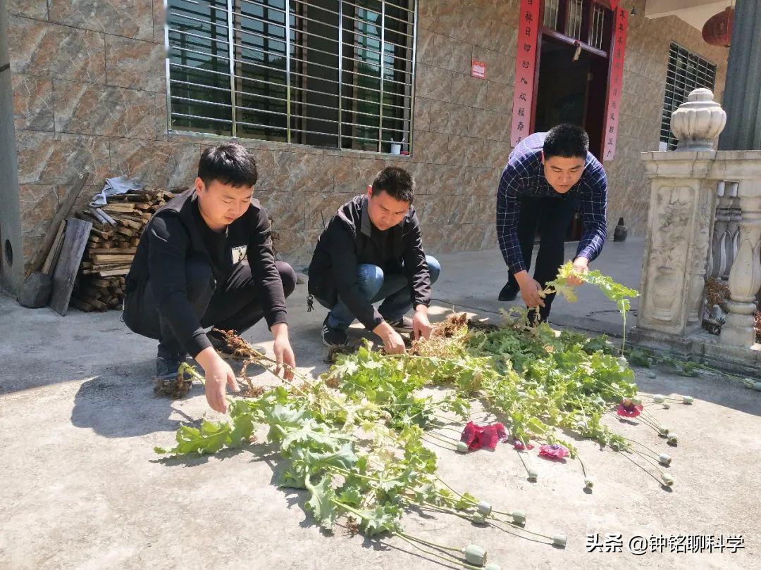 误食添加罂粟壳的食物会上瘾吗?3人吃羊肉米线后被验出吸毒