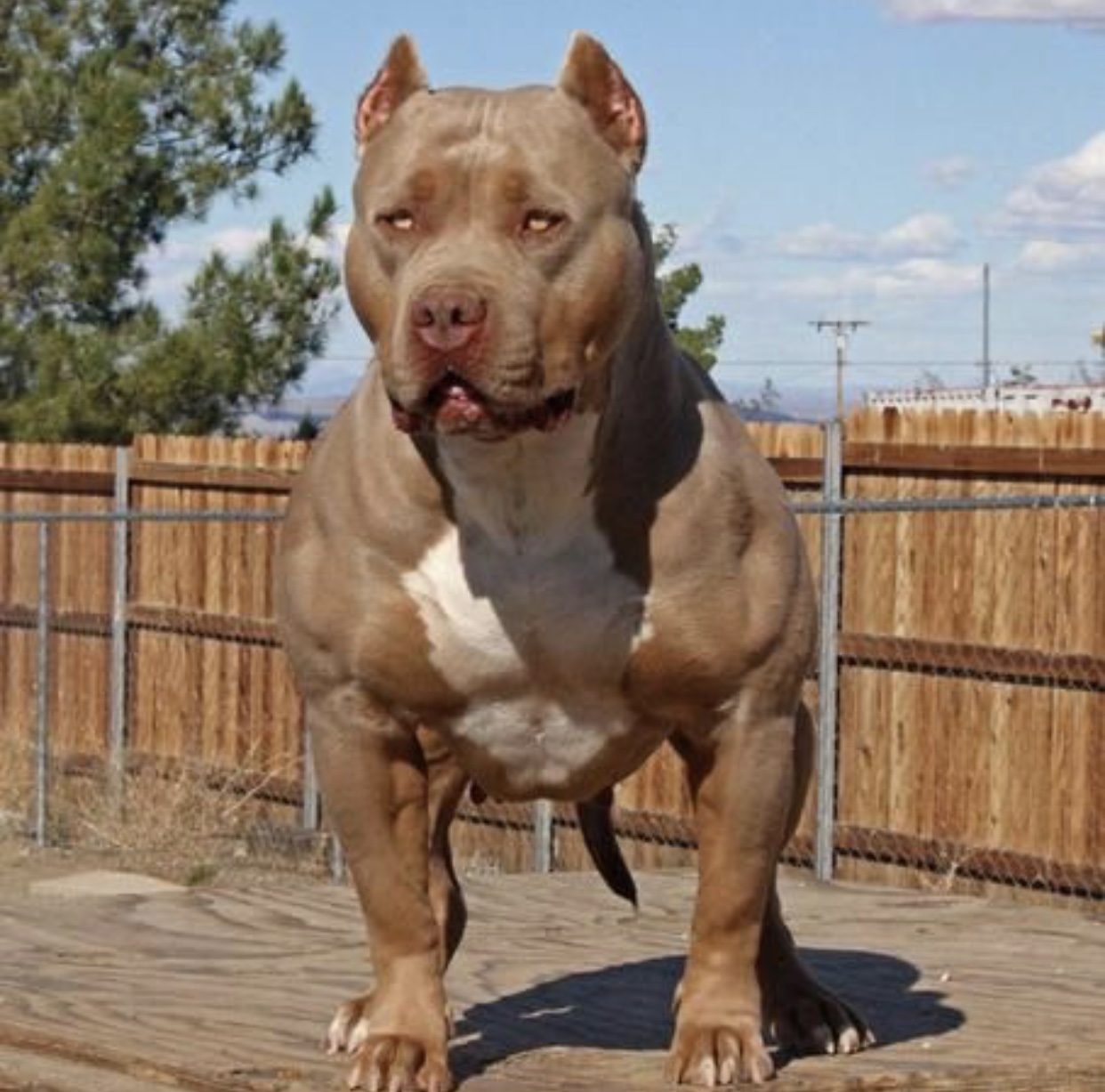 成年的比特犬应该怎么养比较好「图文」 -骁龙网