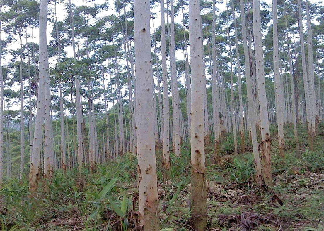 桉樹有毒被稱為亡國樹斷子絕孫樹為何廣西還遍地種植桉樹