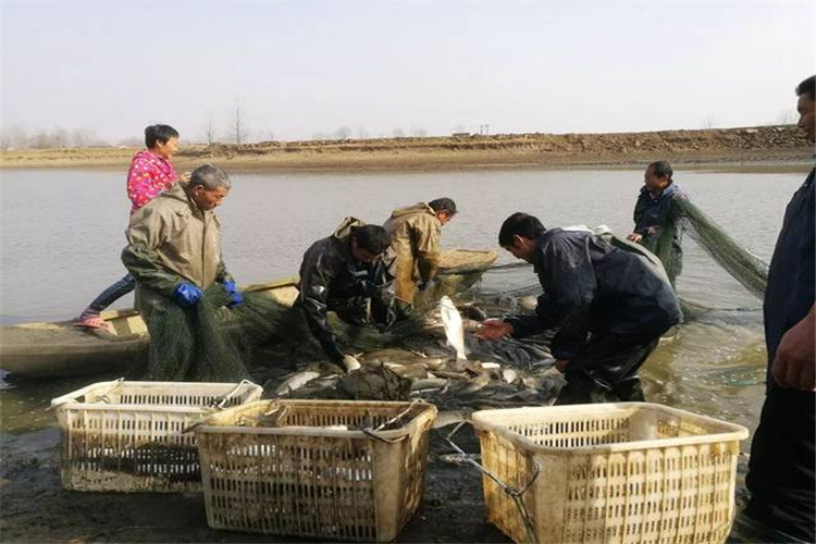 52岁的人在农村，养什么致富最快，也比较稳妥呢？