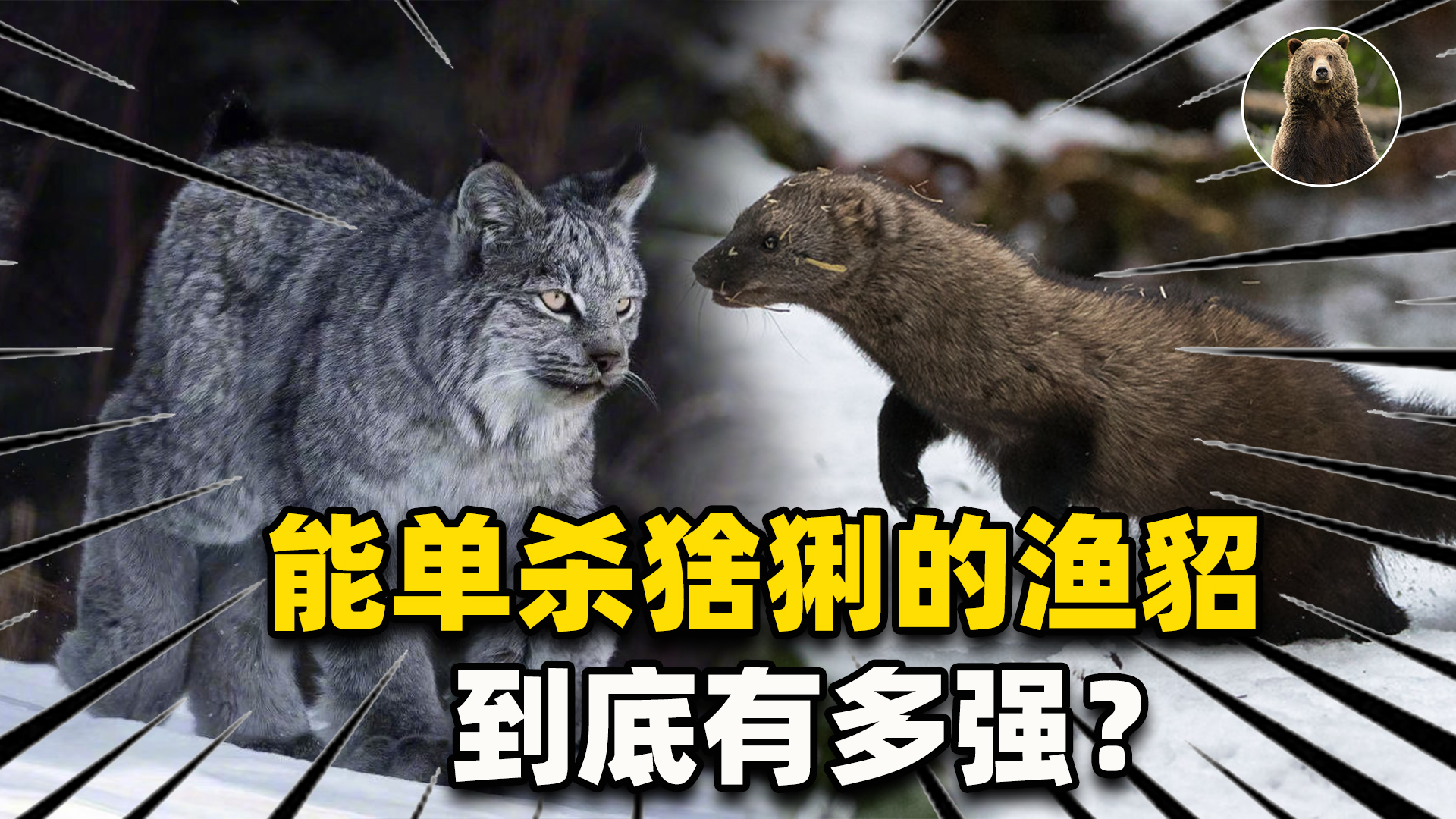 生擒加拿大猞猁，智取豪猪，体型不大的渔貂到底有多强？