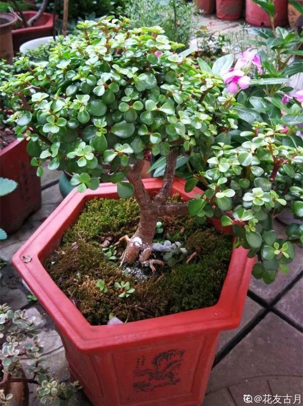 养这4种多肉才过瘾,半年长成守家树,剪一剪就是高价盆景